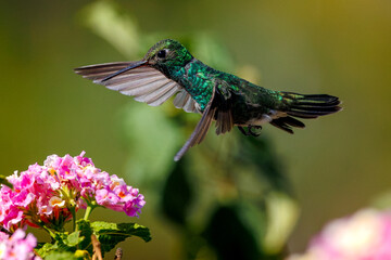 Beija-Flor-de-Garganta-Verde (Chionomesa fimbriata) © Abelardo