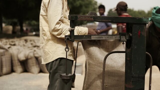 Jute sack filled with wheat grain measuring weight on weight scale in wholesale grain market or factory