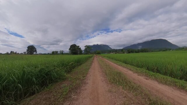 Scenic dirt road running through green rice fields toward distant mountains, with dramatic clouds and a peaceful rural agricultural landscape.