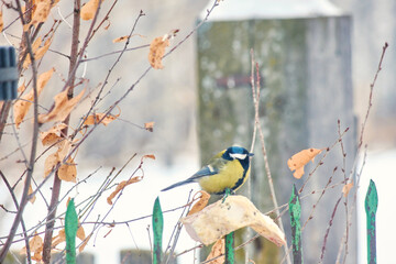 A great tit (Parus major) sits on a piece of tallow against the backdrop of a snow-covered yard in winter. © Michel F