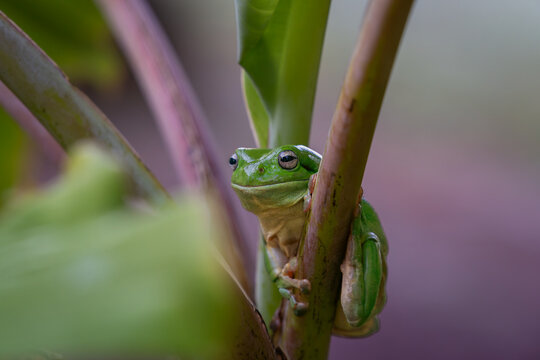 Green tree frog or Litoria caerulea sheltering in banana palm