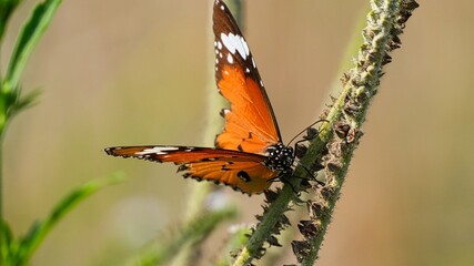 Macro photography of a beautiful Plain Tiger butterfly Danaus chrysippus with vibrant orange wings and white spots perched on a textured plant stem in a sunlit garden showing intricate details © Silmiart