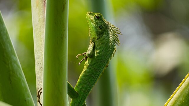 Vibrant Green Maned Forest Lizard Perching on a Plant Stem in the Tropical Garden, Detailed Macro Portrait of a Reptile in Its Natural Wild Habitat with Blurred Green Bokeh Background