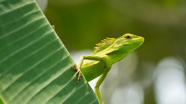 Vibrant Green Oriental Garden Lizard or Bronchocela Cristatella Perched on a Lush Tropical Green Banana Leaf in a Sunny Outdoor Garden, Detailed Macro Photography of Exotic Reptile in Natural Habitat