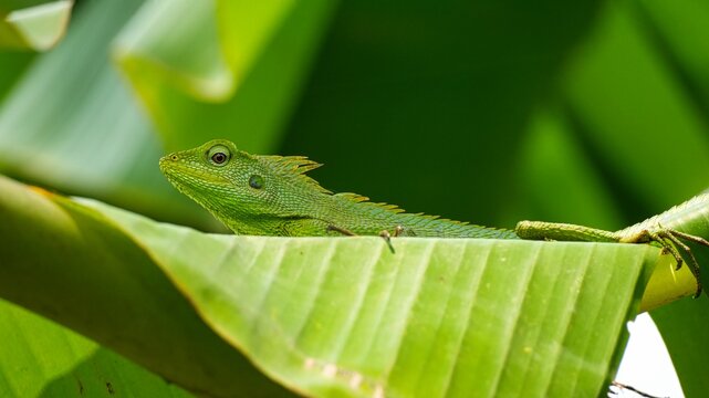 Vibrant Green Crested Lizard (Bronchocela cristatella) Resting on a Tropical Banana Leaf in a Lush Garden, Close-up Profile of a Camouflaged Reptile in its Natural Habitat, Wildlife Photography
