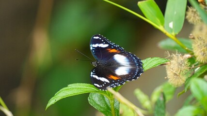 Male Great Eggfly butterfly (Hypolimnas bolina) with beautiful blue and white iridescent spots resting on a vibrant green leaf in a tropical garden setting with soft bokeh background © Silmiart