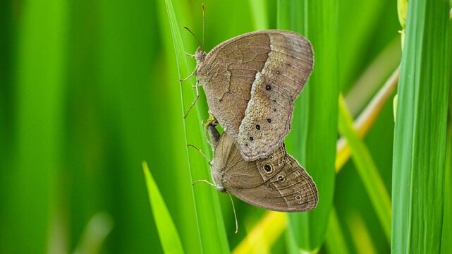 Close-up of Two Brown Butterflies Mating on a Green Leaf in the Wild, Macro Shot of Lepidoptera Breeding in Natural Habitat with Soft Green Blurred Background for Nature and Wildlife Concepts
