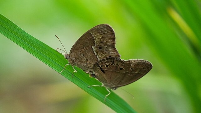 Close-up macro photography of two brown butterflies mating while perched on a vibrant green leaf, showcasing intricate wing details and natural insect behavior in a lush outdoor garden setting.