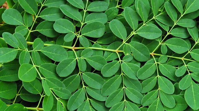 Fresh Moringa Leaves in Natural Light	