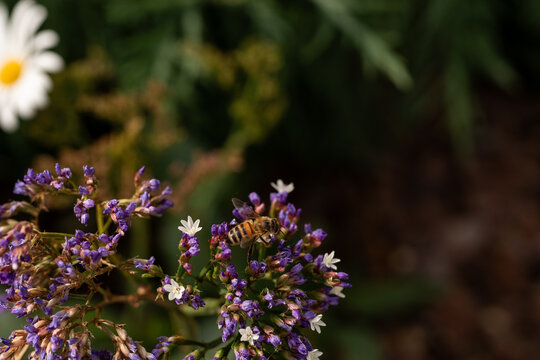 bee on purple flowers in spring