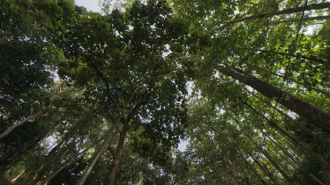 View looking up through a lush tropical forest canopy, with sunlight filtering through dense green trees against a blue sky with soft clouds.