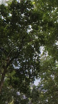 Vertical footage looking up through a lush green forest canopy, with dense treetops, branches and leafy foliage framing a bright blue sky with soft clouds.