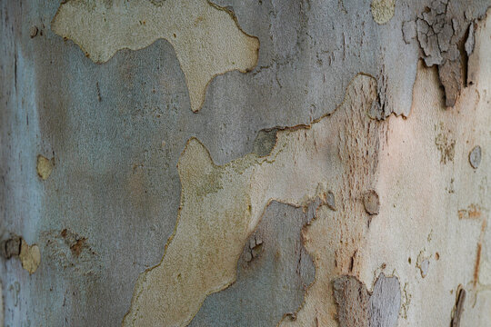 Close-up view of tree bark with unique patterns and textures