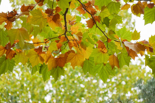 Vibrant autumn leaves with mixed green and orange hues