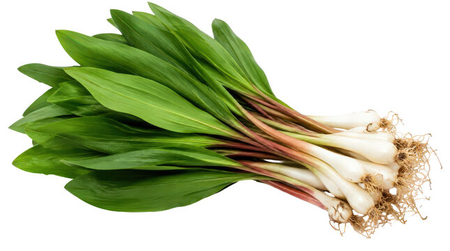 A fresh bunch of wild ramps, also known as wild garlic or wild leeks, with green leaves, reddish stems, and white bulbs.