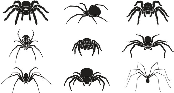 Vector silhouette collection of various spider species tarantula black widow jumping spider and dangerous arachnid icons isolated on white background