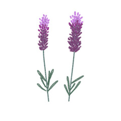 Obraz premium textured transparent lavender design 