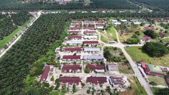 aerial perspective of a palm oil plantation employee dormitory settlement surrounded by endless green trees. Rural community development, estate living, and agricultural economy.