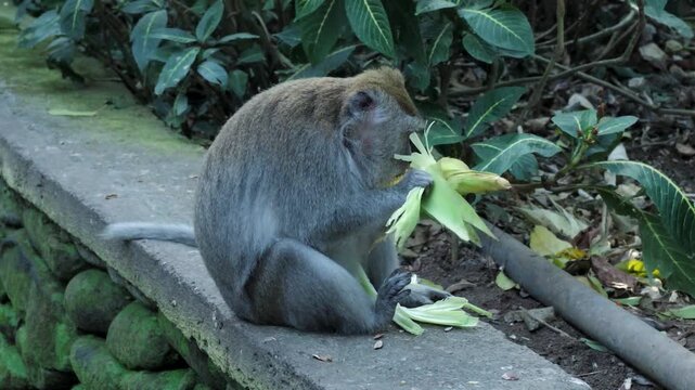 Wild macaque monkey sitting on a stone wall and eating fresh corn in a tropical park