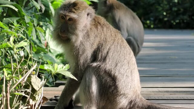 Close up of a wild macaque monkey sitting on a wooden boardwalk in a tropical jungle