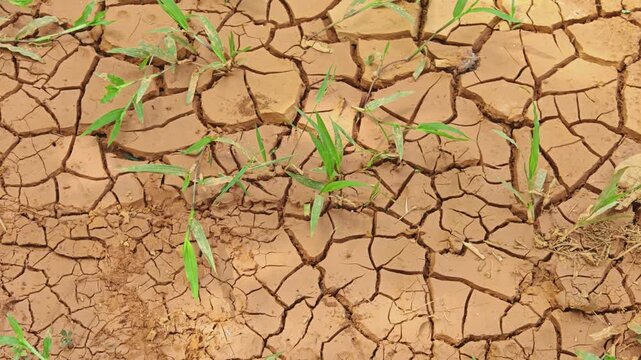 Small green plants grow across dry, severely cracked earth, showing resilience during a harsh in the afternoon