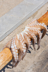 Octopus drying in the sun in  The Greek Islands © JPK