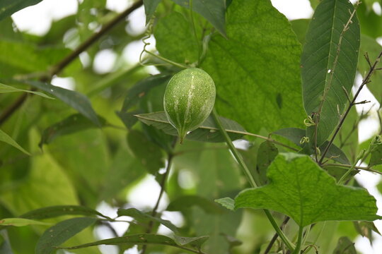 Trichosanthes dioica. Is commonly known as pointed gourd or parwal. It is a tropical, perennial climbing vine native to the Indian subcontinent that is widely cultivated for its nutritious.