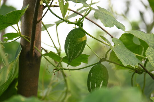 Trichosanthes dioica. Is commonly known as pointed gourd or parwal. It is a tropical, perennial climbing vine native to the Indian subcontinent that is widely cultivated for its nutritious.