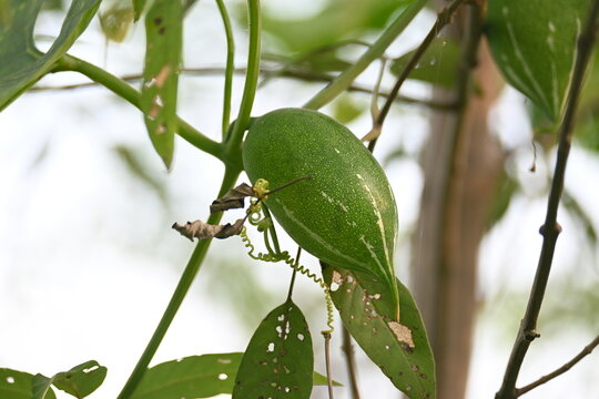 Trichosanthes dioica. Is commonly known as pointed gourd or parwal. It is a tropical, perennial climbing vine native to the Indian subcontinent that is widely cultivated for its nutritious.