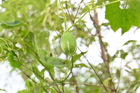 Trichosanthes dioica. Is commonly known as pointed gourd or parwal. It is a tropical, perennial climbing vine native to the Indian subcontinent that is widely cultivated for its nutritious.