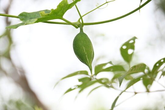 Trichosanthes dioica. Is commonly known as pointed gourd or parwal. It is a tropical, perennial climbing vine native to the Indian subcontinent that is widely cultivated for its nutritious.
