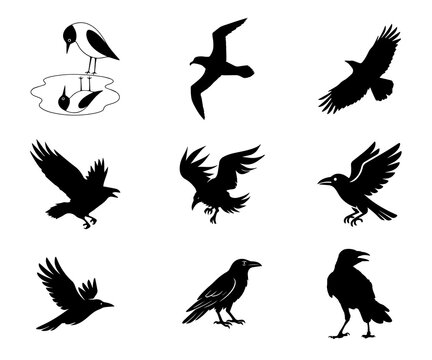 Set of black crow and raven silhouettes in various flying and standing poses