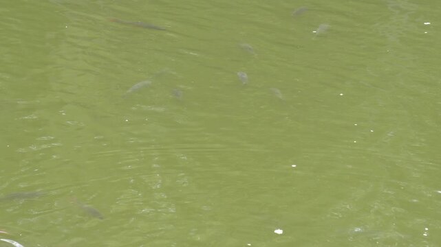Freshwater fish swimming near the surface of a green pond
