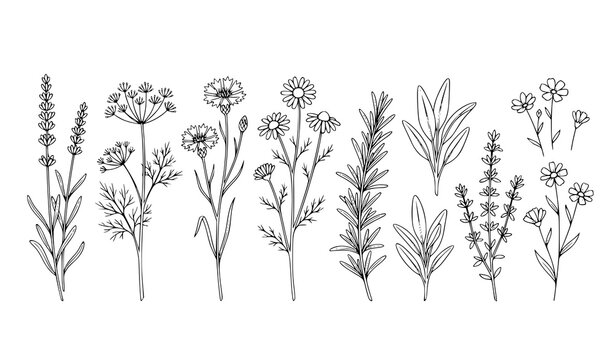 Hand drawn black and white line art set of wild herbs and flowers including lavender, dill, chamomile, cornflower, rosemary and sage on slender stems, minimalist botanical illustration on white backgr