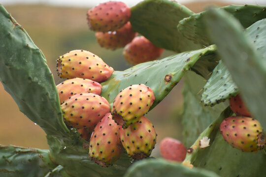Close-up of ripe prickly pears growing on green pads with morning dewdrops