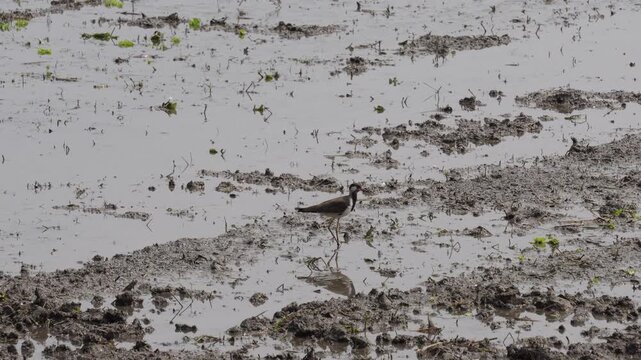 red-wattled lapwing bird standing in a muddy wetland