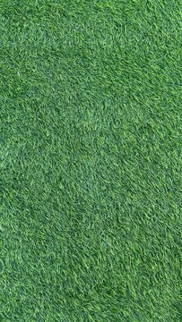 green grass texture
