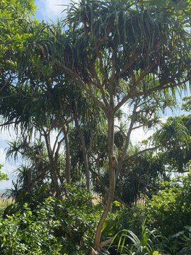 Low-angle view of a coastal screw pine tree (Pandanus) growing near the seashore under a clear blue sky