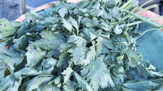 Fresh green celery leaves in red plastic basket close up