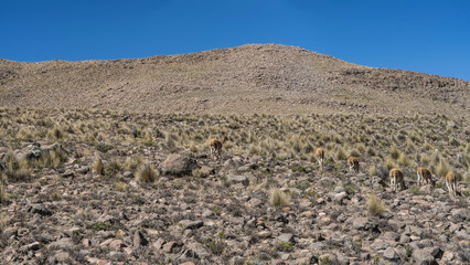 Fototapeta premium A group of wild vicunas is grazing on a mountain slope. Rear view. Rocky soil, dry yellow grass. Blue sky. Peru. Andes.