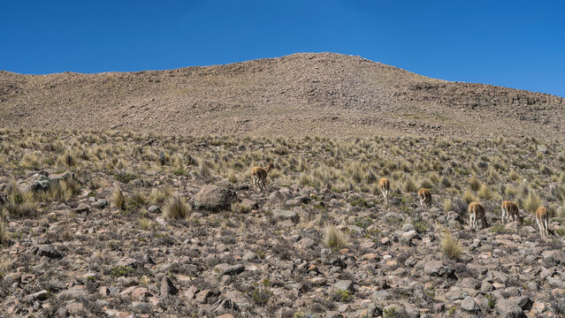 A group of wild vicunas is grazing on a mountain slope. Rear view. Rocky soil, dry yellow grass. Blue sky. Peru. Andes.
