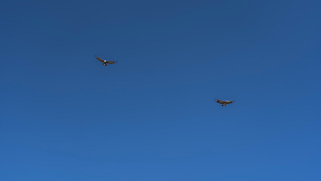 Condor flight. Two beautiful birds of prey with outstretched wings against the backdrop of a blue sky. A view from below up. Peru. Colca Canyon. Copy space.