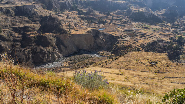 A beautiful landscape, Colca Canyon. The river winds through the gorge. Agricultural terraces on the mountain slopes. In the foreground, there&rsquo;s a hillside with yellow grass and wildflowers. Peru.