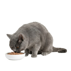 BSH Cat © Novan