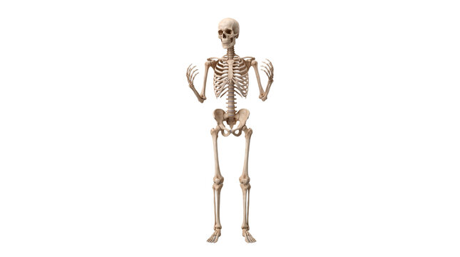 Halloween Skull with No Background, Transparent PNG