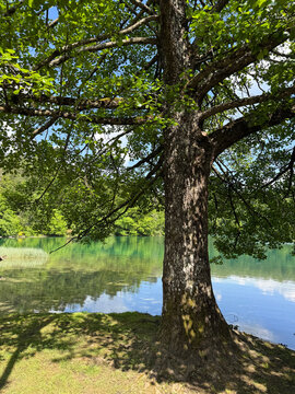 プリトヴィツェ湖群国立公園、P3近くの湖畔風景、世界遺産、5月下旬