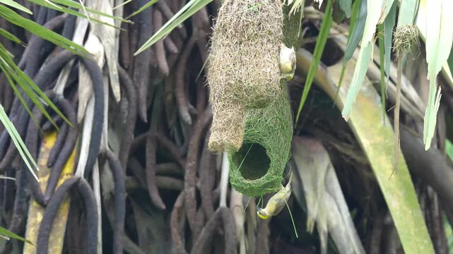 Two Baya Weavers Working on Different Nest Stages &mdash; Maintenance and New Construction