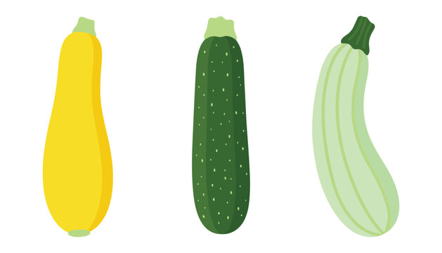 Fresh zucchini squash vector collection with green yellow and light marrow varieties isolated on white background for food illustration