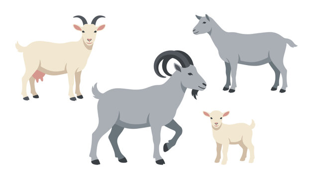 Cute domestic goat family vector set with billy goat nanny and little kid isolated on white background for livestock farming illustration