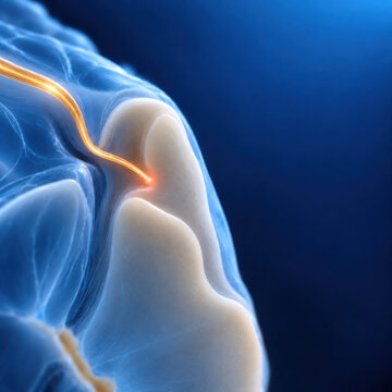 Detailed 3D illustration of somatic nervous system nerve connecting to joint highlights intricate biological structure and function